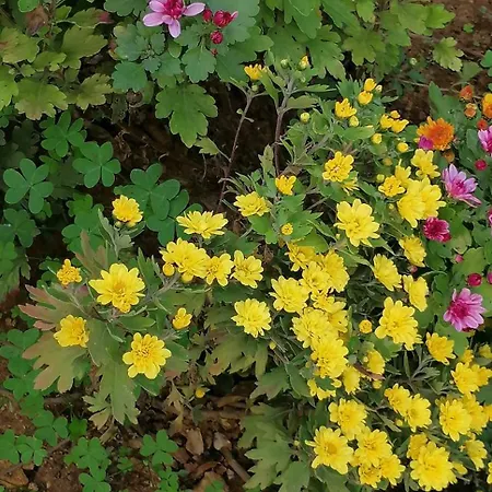 Domus Rose בית נופש *