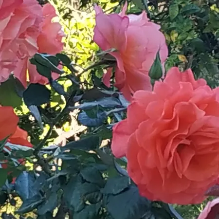 Domus Rose * 奥利吉欧