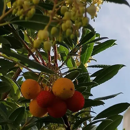 Domus Rose Σπίτι διακοπών *