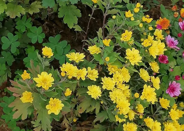 Domus Rose 度假居 *