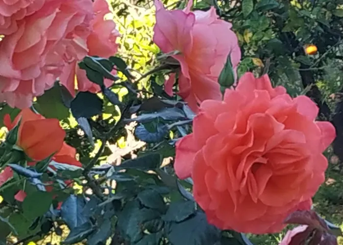 Domus Rose * 奥利吉欧