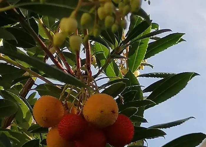 Domus Rose 度假居 *